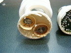 TCP EDXO-14 CFL Image